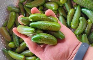 Bất ngờ với loại bơ đặc biệt được giới ‘nhà giàu’ săn lùng khắp nơi