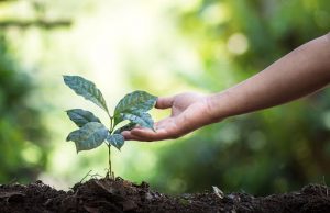 Cô gái trẻ và lối sống xanh tối giản: tự làm nước lau sàn, rửa chén, phân bón cây