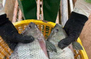 Nông dân Nghệ An trúng đậm nhờ nuôi cá rô phi kiểu mới: Cá lớn nhanh như thổi, lãi ròng hàng chục triệu/ha