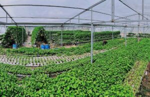 Trồng rau má thủy canh, thu nhập 50 triệu đồng mỗi tháng