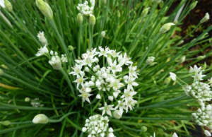 Loại rau mọc đầy đường được ví là ‘nhân sâm cho người nghèo’, nhiều người không biết mà bỏ phí