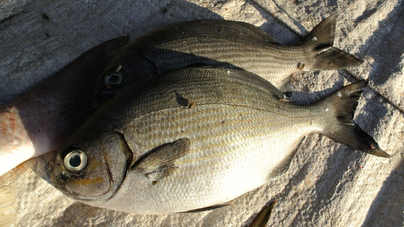 Những loài cá 'nghe tên rùng mình' nay thành đặc sản giá cao, người ...