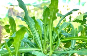 Rau sa sâm – báu vật xanh của ẩm thực Việt