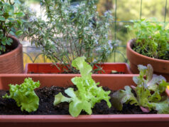 Trồng rau rừng ở phố để kể câu chuyện rau sạch