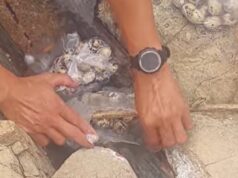 Trứng luộc từ nước nóng lòng đất Phú Yên chảy ra ngon khác thường